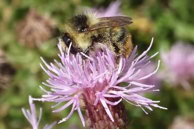 Important pollinators in Kent - Kent County Council