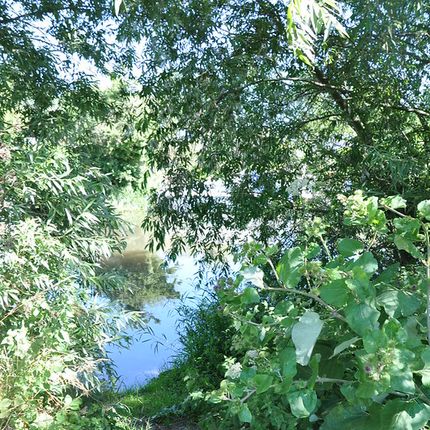 Narrow grassy path leading to a river, surrounded by dense green foliage and overhanging tree branches.