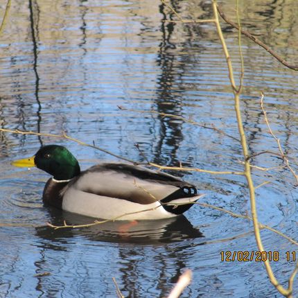 Mallard duck with green head and yellow bill swimming in rippling water among thin branches.