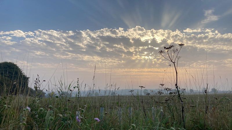 Dawn breaks over a meadow