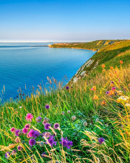 Wildflowers and grasses on a clifftop overlooking the sea at The Warren, Folkestone, with white cliffs and coastline in the distance.