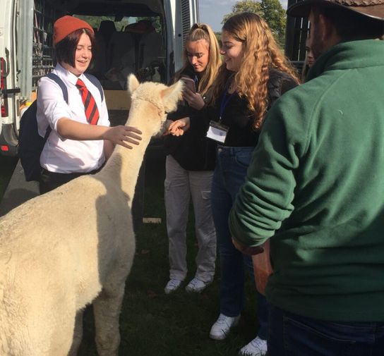 Young people meeting a llama at the big conversation event