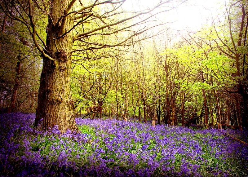 Scene of Trosley Country Park