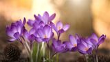 Purple crocuses in full bloom in winter sun 