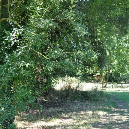 A shady patch of grassland with plenty of trees on the left.