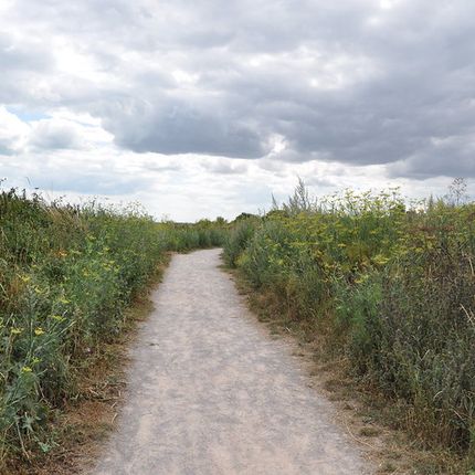 Straight dirt path cutting through tall wild grasses under an overcast sky, leading into the distance.