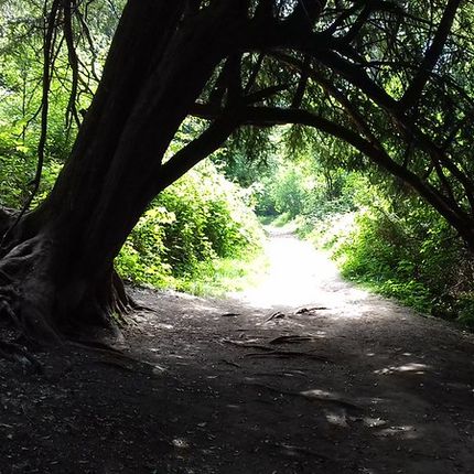 Shaded woodland path with a large tree arching overhead, creating a natural tunnel effect, and bright sunlight beyond.