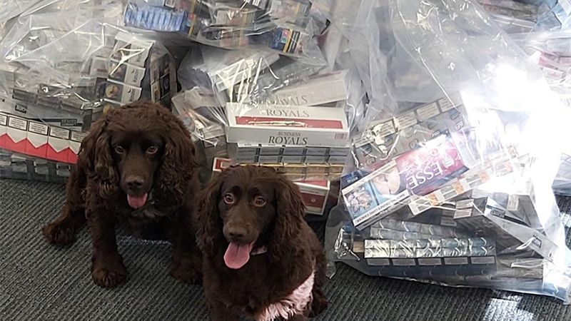 Specialist detection dogs Bran and Yoyo sit in front of evidence bags full of illicit cigarettes and tobacco seized in a multi-agency operation in Gravesend