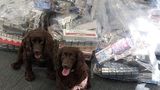 Specialist detection dogs Bran and Yoyo sit in front of evidence bags full of illicit cigarettes and tobacco seized in a multi-agency operation in Gravesend