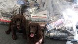 Specialist detection dogs Bran and Yoyo sit in front of evidence bags full of illicit cigarettes and tobacco seized in a multi-agency operation in Gravesend