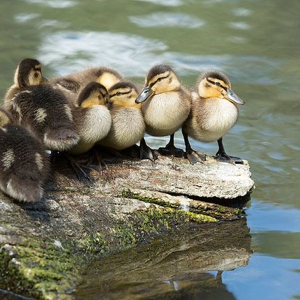 Group of fluffy ducklings huddled together on a mossy log at the edge of calm water.