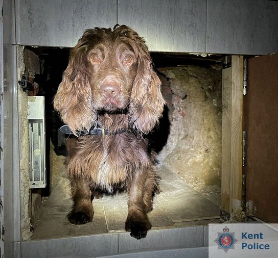 Specialist detection dog Bran sitting in the tunnel he sniffed out and uncovered