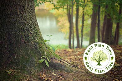 Kent Plan Tree – our tree establishment strategy - Kent County Council