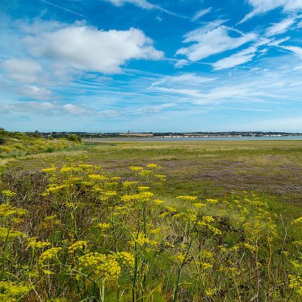 Expansive coastal plain with yellow wildflowers in the foreground, green marshland, and bright blue sky with streaked clouds.