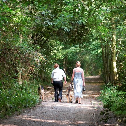 Two people walking dogs along a shaded woodland path surrounded by dense greenery.