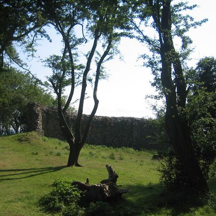 Grassy area with scattered trees and a low stone wall in the background, under bright sunlight.